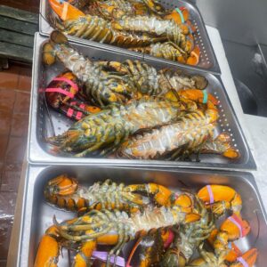 Home live lobsters 01.jpg